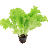 Lechuga romana