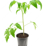 Tomate