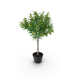 Lemon Tree