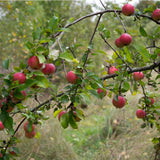 Wild apple tree