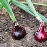 cebolla roja