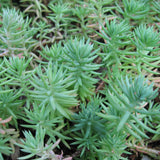 Sedum reflejado