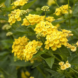 Lantana amarilla
