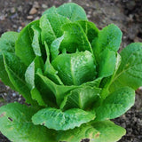Lechuga romana