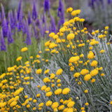 Santonlina - Cotton lavender