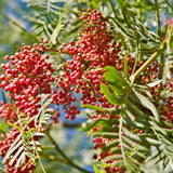 Falso árbol de pimienta