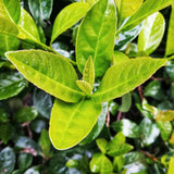 Laurel