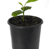 Árbol de plomo