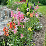 Snapdragon