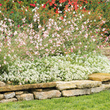 Sweet Alyssum