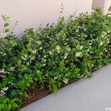 Star Jasmine