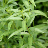 Hierba luisa