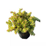 Sedum rastrero