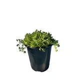 Sedum