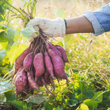 Batata