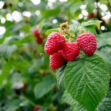 Raspberry plant