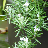 Rosemary