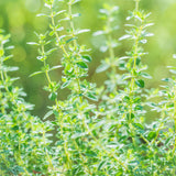 Thyme
