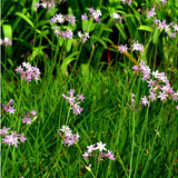 Tulbaghia - Society Garlic