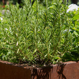 Rosemary