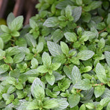 Peppermint