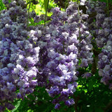 Wisteria