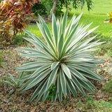 Yucca